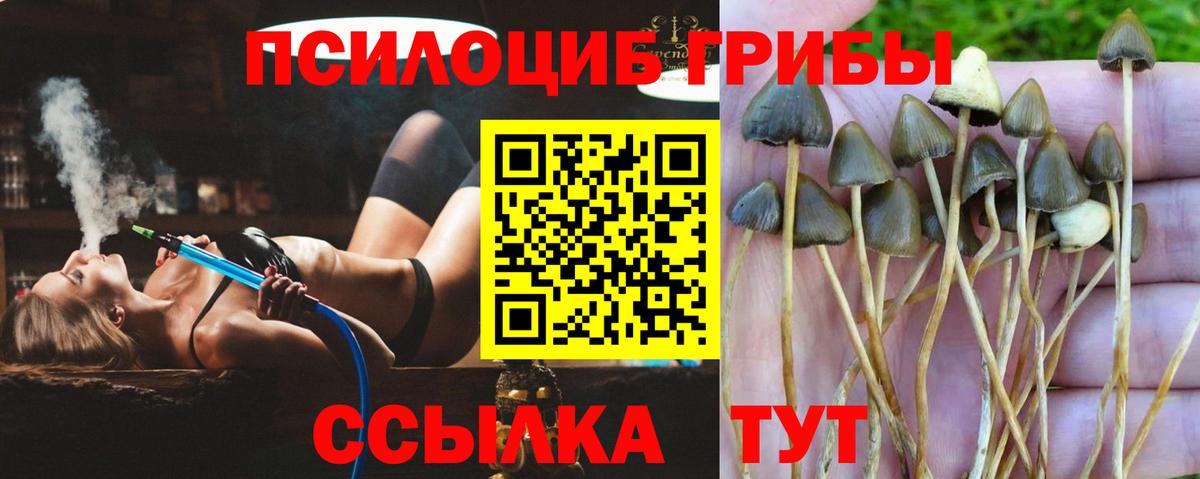 Ярцево  купить закладку  Вход с VPN  Псилоцибиновые грибы MAGIC MUSHROOMS 
